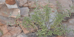 Pogostemon myosuroides
